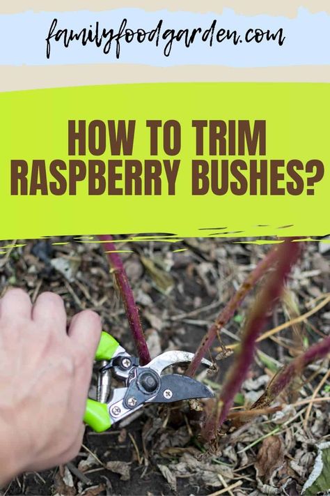 Trimming Raspberry Bushes, Rasberry Bushes, Raspberry Plant, Raspberry Bushes, Raspberry Canes, Raised Garden Beds Diy Vegetables, Raspberry Bush, Growing Raspberries, Raspberry Plants