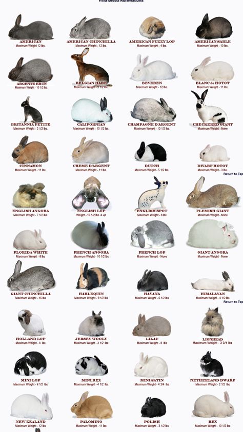 Types Of Rabbits, Breeds Of Rabbits, Bunny Breeds, Rabbit Species, Rabbit Types, Diy Rabbit Cage, Rabbit Information, Show Rabbits, Rabbit Stuff