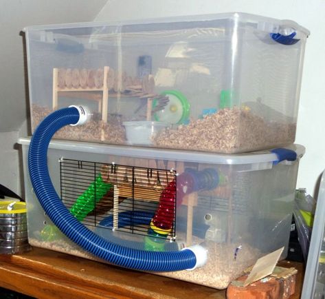 Diy Hamster Habitat Ideas, Best Hamster Cage Ideas, Hamster Cage Diy Bin, Diy Hamster Habitat, Hamster Enclosure Ideas Diy, Hamster Diy Cage Ideas, Diy Hamster Bin Cage, Diy Bin Cage For Hamster, Cheap Hamster Cage Ideas