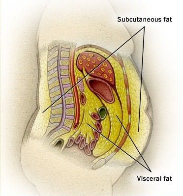 The Truth About Belly Fat Sistem Saraf, Visceral Fat, Abdominal Fat, Fat Loss Diet, Stomach Fat, Burn Belly Fat, Stubborn Belly Fat, Lose Body Fat, Lose Belly