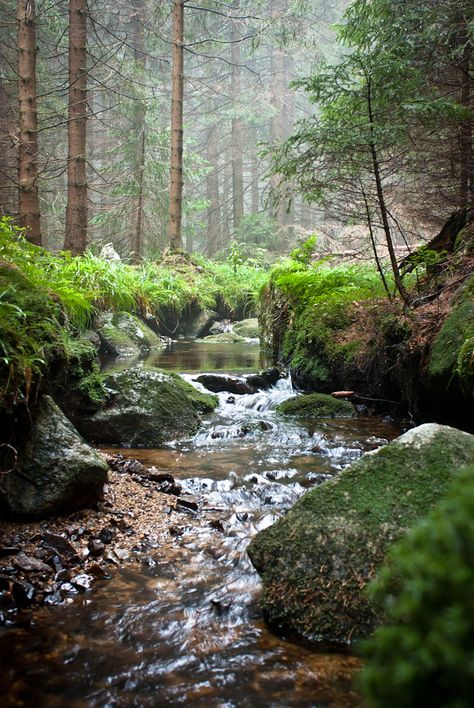 All sizes | Down the Stream | Flickr - Photo Sharing! Landscape Ideas Front Yard Curb Appeal, Woodland Plants, Moss Covered, Beautiful Scenes, Landscape Paintings Acrylic, Have Inspiration, Walk In The Woods, House Remodel, Alam Yang Indah