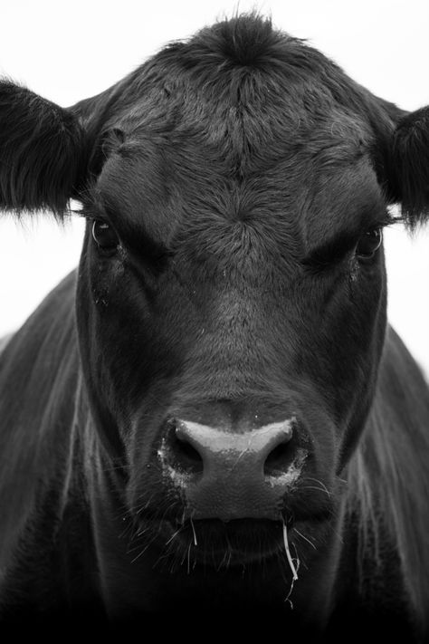 Cow Print Bedroom, Angus Cow, Cow Photography, Beef Cow, Country Backgrounds, Cute Home Screen Wallpaper, Cow Photos, Beef Cattle