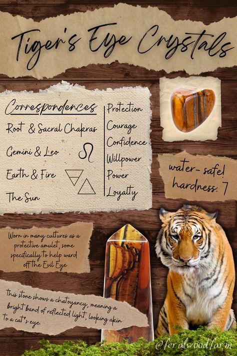 Learn about the crystal Tiger’s Eye. What is it, how to identify it, common folklore, metaphysical uses, correspondences, and more! #crystals #witchcraft #tigerseye #metaphysical #witchy #goblincore #crystalhealing #crystalwitch #witchyaesthetic Crystal Tiger Eye, Tiger's Eye Meaning, Tiger’s Eye, Tiger Aesthetics, Tigers Eye Meaning, Witchy Goblincore, Crystal Reference, Animal Knowledge, Freud Psychology