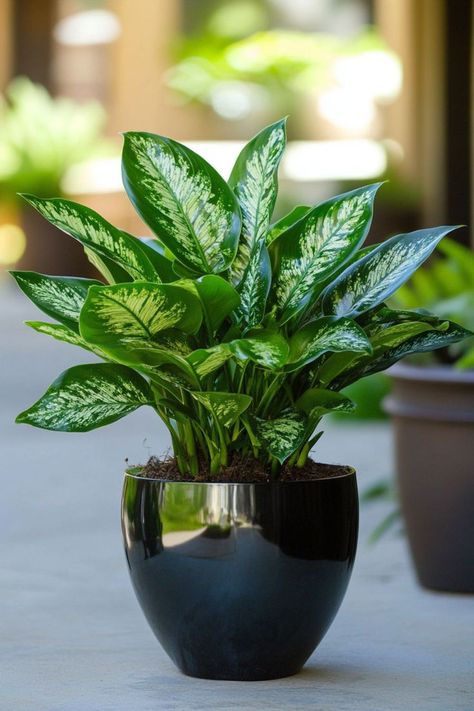 Chinese Evergreen (Aglaonema) is a stunning and easy-care addition to any indoor space! 🌿🏡 With its beautifully variegated leaves and robust nature, this plant is a delightful blend of elegance and resilience. Quick to adapt to various light conditions and bursting with air-purifying benefits, Chinese Evergreen is perfect for brightening up your home. 🌱✨ #ChineseEvergreen #Aglaonema #IndoorPlants #EasyCare #AirPurifying #GreenHome #PlantLover Aglaonema Chinese Evergreen, Aglaonema Plant, Inside House Plants, Inside Plants Decor, Chinese Evergreen Plant, Chinese Flowers, Houseplants Low Light, Aesthetic Plants, Air Purifying House Plants