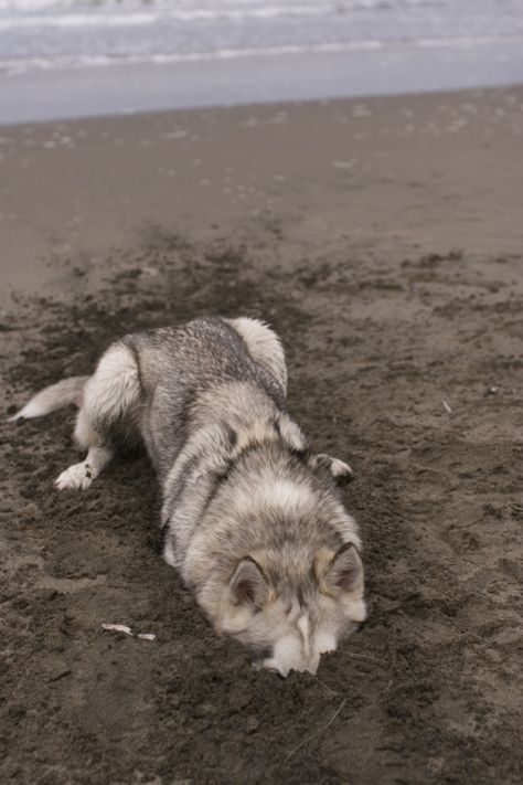 . Animal Noses, My Husky, Moon Moon, A Wolf, Blue Heeler, Siberian Husky, Mans Best Friend, 귀여운 동물, Rottweiler