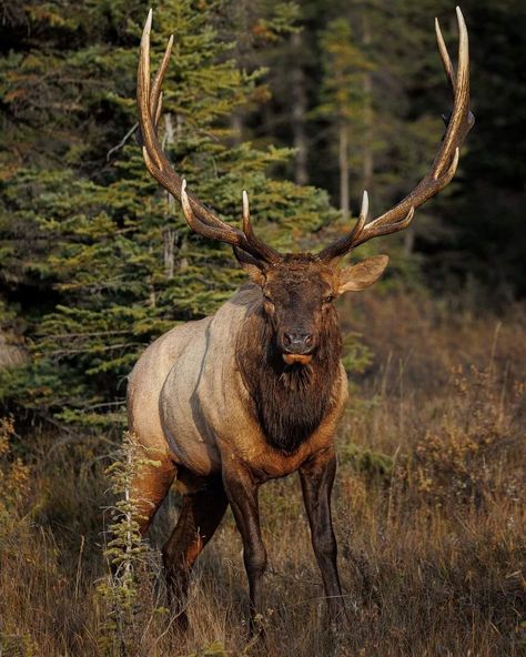 Elk Pictures, Elk Photography, Animal Photography Wildlife, Big Deer, Hunting Pictures, North American Wildlife, Deer Photos, Bull Elk, Wildlife Pictures