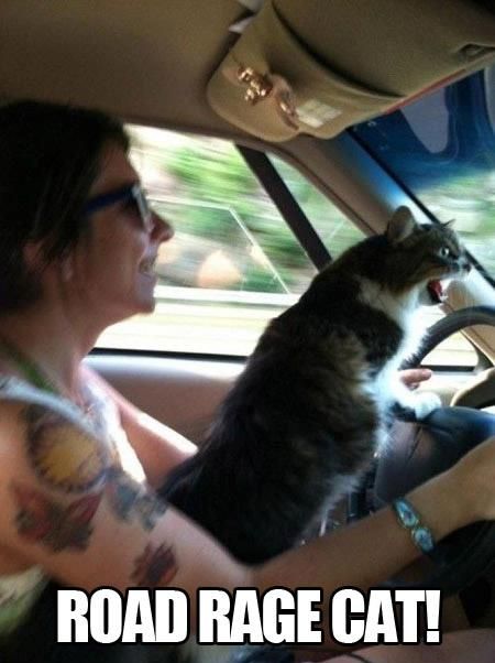 Coming through people!! (Makes a cute pic but is dangerous as all hell. Was it David Crosby who's wife was killed in an accident caused by a loose cat in the car?) Humor Animal, Animal Captions, Funny Cat Memes, Funny Cat Pictures, Funny Animal Memes, E Card, Funny Animal Pictures, Animal Memes, Crazy Cats