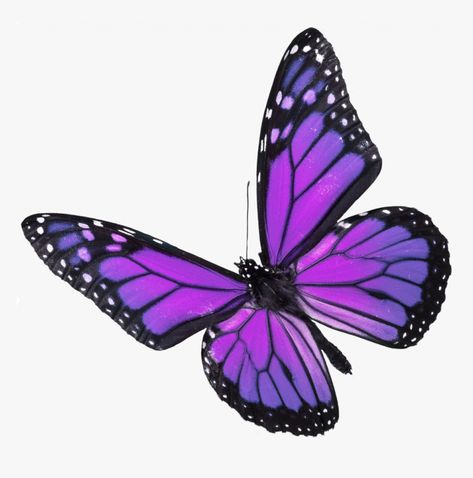 Purple Butterfly Tattoo, Kristina Webb, Art Papillon, Lavender Butterfly, Butterfly Images, Butterfly Pictures, Butterfly Drawing, Butterfly Clips, All Things Purple