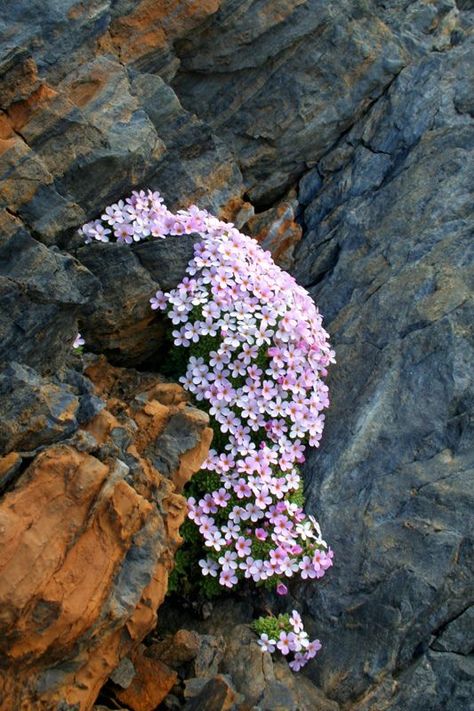 Alberta Flowers, Alpine Rockery, Aster Alpinus Plants, Alpine Landscape, Alpine Flowers, Alpine Garden, Rock Garden Plants, Plant Fungus, Rock Flowers