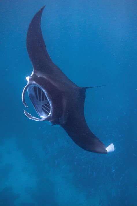 Manta Ray Photo, Types Of Rays, Ray Fish, Schools Of Fish, Deep Sea Fish, Shoal Of Fish, Manta Rays, School Of Fish, Deep Sea Creatures