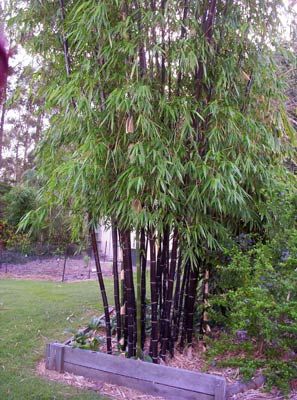 Timor Black Bamboo in Garden Bamboo Garden Ideas, Bamboo Screen Garden, Bamboo Screen, Screen Garden, Dream Backyard Garden, Backyard Garden Layout, Garden Stairs, Backyard Garden Landscape, Small Backyard Gardens