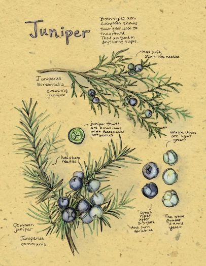 All About Juniper By Kristin Link Photography by Kristin Link Soup Tattoo, Evergreen Logo, Juniper Flower, Plant Diagram, Juniper Plant, Juniper Tree, Garden Tattoos, Juniper Berries, Botanical Tattoo