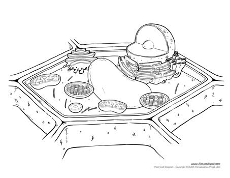 Plant Cell Diagram - Unlabeled Plant Cell Vs Animal Cell, Plant Cell Drawing, Plant Cell Labeled, Cell Biology Notes, Plant Cell Diagram, Parts Of The Plant, Cell Diagram, Science Printables, Cells Project