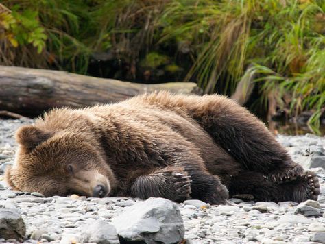 I got: A bear! Which Animal Do You Actually Sleep Like?You sleep like a bear! You tend to be the most active during the day, around midday. You have high sleep drives and you seem to walk around with your head in the clouds. You are an extremely loyal person and people appreciate how easy it is to talk to you! Sleeping Animals, Bear Pictures, Canvas Easy, Wake Me, Grizzly Bear, Wildlife Art, Canvas Home, Brown Bear, Wake Me Up