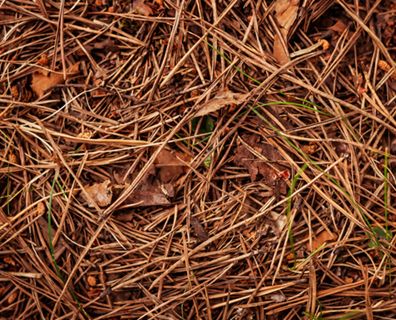 Pine Needle Mulch, Tree Mulch, Sustainable Homestead, Straw Mulch, Tree Bed, Acid Loving Plants, Coops Diy, Redwood Tree, Boho Garden