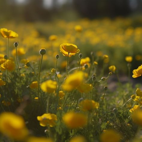 A field of Buttercup in the summer Nature Princess, Buttercup Field, Yellow Grunge, Yellow Flowers Painting, Wildflowers Photography, Buttercup Flower, Wild Meadow, Yellow Petals, Yellow Wildflowers