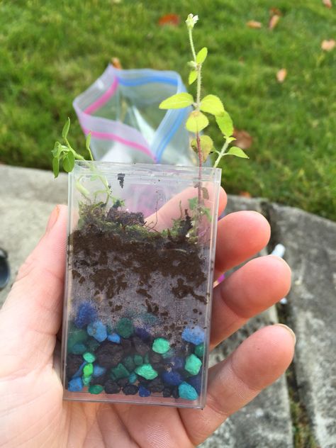 Planting out of tic tac boxes Tic Tac Terrarium, Tictac Box Ideas, Tictac Box Diy, Tic Tac Box Crafts, Tic Tac Boxes Diy, Kawaii Terrarium, Cottage Core Terrarium, Mini Ecosystem Diy In A Jar, Aesthetic Diys