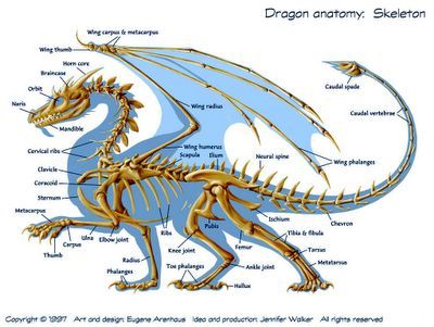 Dragon anatomy Dragon Skeleton, Dragon Anatomy, Dragon Bones, Dragon Sketch, Dragon Rider, Dragon Wings, Anatomy Drawing, Mythological Creatures, Dragon Drawing