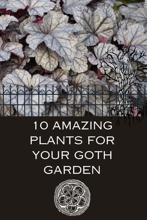 Read about 10 great picks for the Goth garden. These plants with black foliage and dark burgundy leaves will go along way towards helping you create the Goth garden of your dreams. Get inspired before your next trip to the plant nursery! Gothic Front Yard Landscaping, All Black Garden, Goth Garden Design, Dark Foliage Plants, Gothic Rose Garden, Goth Patio, Goth Garden Aesthetic, Black House Landscaping, Goth Garden Ideas