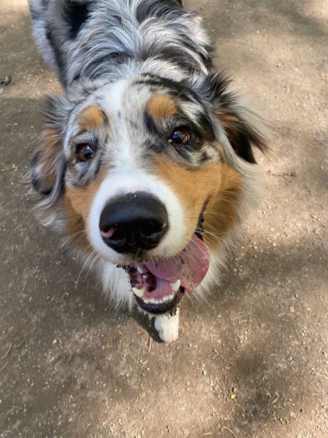 Border Collie X Australian Shepherd, Aussie Shepherd Aesthetic, Cute Aussie Puppies, Aesthetic Australian Shepherd, Cute Farm Dogs, Working Australian Shepherd, Alopekis Dog, Australian Shepherd Aesthetic, Dog Spirit Animal