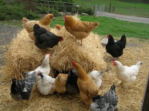 Keeping Chickens, Mini Farm, Chickens And Roosters, Chicken Runs, Chicken Breeds, Pet Chickens, Down On The Farm, Chicken Farm, Hobby Farms