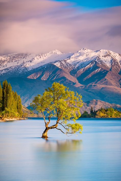 The famous Wanaka Tree in Wanaka, New Zealand on the south island. #WanakaTree #NewZealand #Wanaka Wanaka Tree, New Zealand Mountains, Wanaka New Zealand, Lake Wanaka, New Zealand Landscape, New Zealand South Island, New Zealand Travel, Luxor, Beautiful Islands