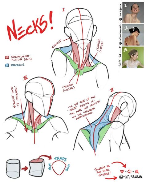 Neck Reference, Study Together, Human Anatomy Reference, الفن الرقمي, Anatomy Tutorial, Female Drawing, Body Drawing Tutorial, Human Anatomy Drawing, Human Anatomy Art