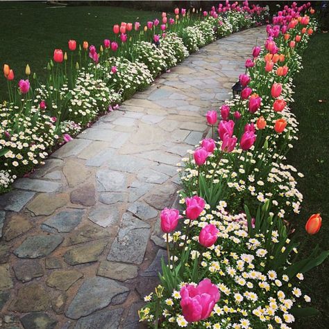 Flower walkway Flowers For Walkway Front Yards, Front Garden Pathway, Front Yard Sidewalk Border Ideas, Front Yard Pathway Ideas, Pathway Planting Ideas, White Camilla Bush, Front Yard Landscaping Tulips, Flowers Along Walkway Front Yards, Tulips Along Walkway