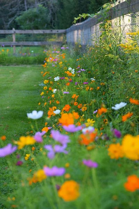 Coneflower Garden, Circle Garden, Grow Wildflowers, American Meadows, Wild Flower Meadow, Meadow Garden, Backyard Flowers, Cut Flower Garden, Have Inspiration