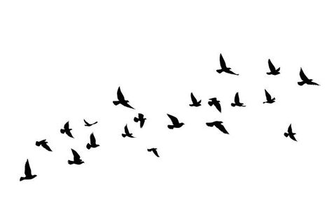 121,449 Flock Of Birds Stock Photos, Pictures & Royalty-Free Images - iStock Flying Bird Vector, Flock Of Birds Flying, Bird Line Drawing, Graphic Design Book Cover, Marine Tattoo, Flying Bird Silhouette, Falcon Art, Birds Poster, Birds In The Sky