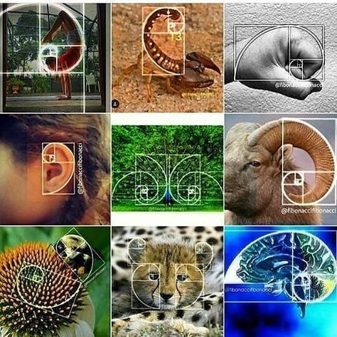 Geometric Models on Instagram: “Fibonacci numbers appear in nature often enough to prove that they reflect some naturally occurring patterns. You can commonly spot these…” Fibonacci In Nature, Fibonacci Sequence In Nature, Fibonacci Art, Maths In Nature, Spirals In Nature, Geometry In Nature, Golden Spiral, Sacred Geometry Symbols, Fibonacci Sequence