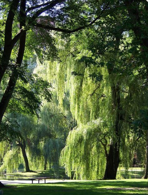 Unrealistic Things I Want In My House, Boston Common, Weeping Willow, Public Park, City Park, Natural Lighting, Willow Tree, Boston Massachusetts, Nature Aesthetic