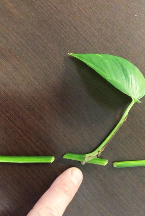 Propagating Golden Pothos, Propagating Pothos, Indoor Plant Ideas, Pothos Plant Care, Pothos Plants, نباتات منزلية, Household Plants, Plant Care Houseplant, Plants Ideas