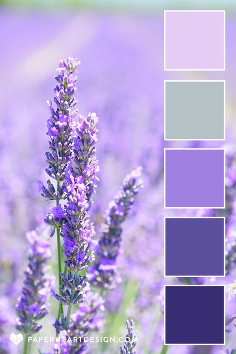 Color Palette: Pleasantly Purple — Paper Heart Design Pastel Lavender Color Palette, Lavender Color Palette, Lavender Interior, Purple Palette, Purple Color Schemes, Purple Color Palettes, Color Schemes Colour Palettes, Color Palate, المملكة العربية السعودية