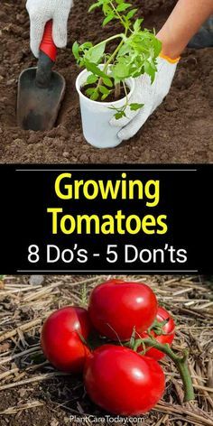 Tomato Growing – 8 Do’s and 5 Don’ts Tanaman Tomat, Plantarea Legumelor, Gemüseanbau In Kübeln, Tomato Growing, Growing Tomato Plants, Growing Tomatoes In Containers, نباتات منزلية, Tomato Plant, Organic Vegetable Garden