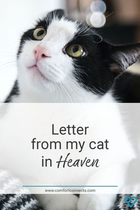 Cat In Heaven Quotes, Cats In Heaven Quotes, Quotes About Losing A Pet Cat, Missing My Cat In Heaven, Pets In Heaven Quotes, Cat Died Drawing, Cat Bereavement Quotes, Cat Heaven Quotes, Cat Remembrance Ideas