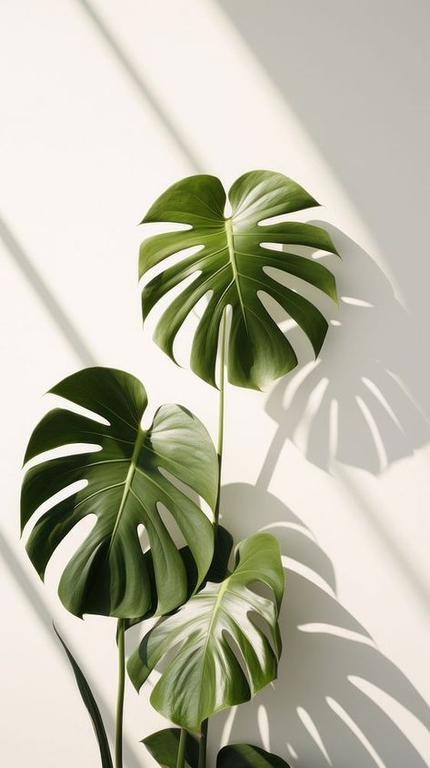 Monstera over white wall shadow plant leaf. | premium image by rawpixel.com / Tung Monstera Plant Aesthetic, Aesthetic Green Background, Wall Shadow, Minimalist Iphone Wallpaper, Leaves Wallpaper Iphone, Zen Aesthetic, Wallpaper Leaf, Simplistic Wallpaper, Shadow Plants