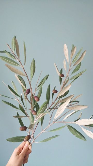 Olive Branch Photography, Pizza Bear, Olive Branch Art, Olive Tree Leaves, Olive Flower, Olive Tree Branch, Olive Art, Olive Branch Tattoo, Laurel Branch