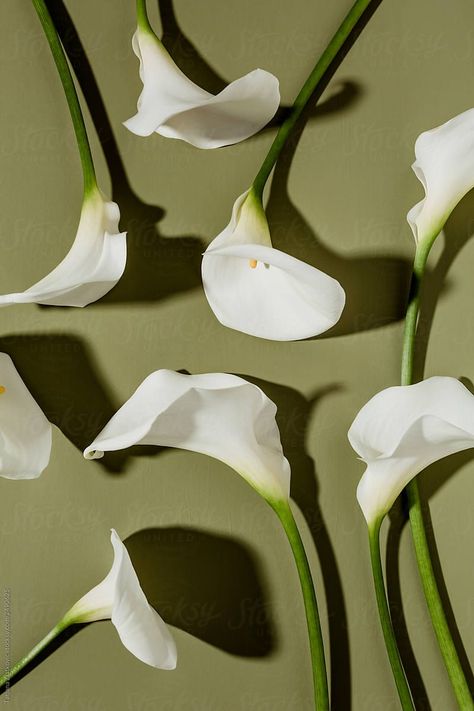 Lily Wallpaper, Arum Lily, Calla Lily Flowers, Moth Orchid, Calla Lilies, Foto Art, Lily Flower, Calla Lily, Photography Portfolio