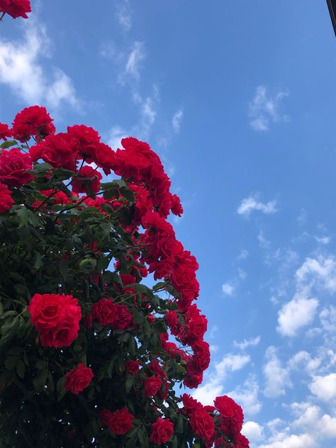 #roses #fashion #aesthetic #rosesaesthetic #sky Rose Pics Flowers, Rose Aesthetic Pics, Rose Aethstetic, Rose Flower Aesthetic Red, Roses Aesthetic Red, Red Sky Aesthetic, Flower Profile Picture, Aesthetic Red Rose, Red Flowers Aesthetic