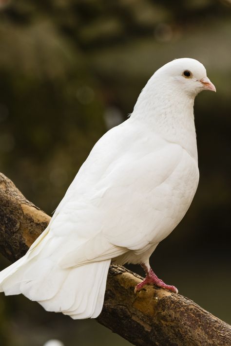 5 Spiritual Meanings of White Dove Pictures Of Doves, Dove Picture, Dove References, Dove Photo, White Dove, Dove Reference Photo, Pigeon White, Beautiful Dove Images, Dove Spirit Animal