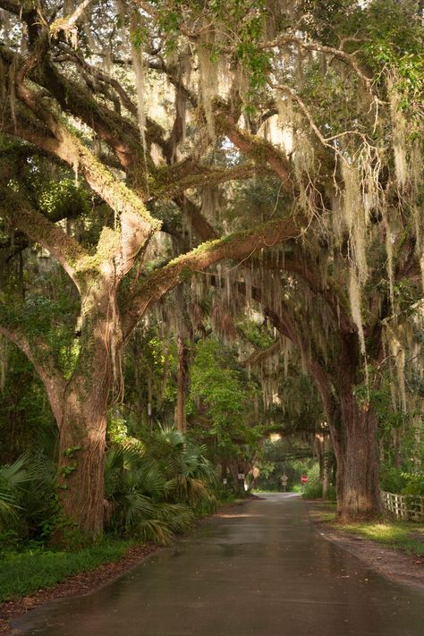 Vintage Florida Aesthetic, Florida Scenery, Beach Towns In Florida, Micanopy Florida, Florida Trees, Surfer Vibes, Southern Usa, Florida History, Beautiful Florida