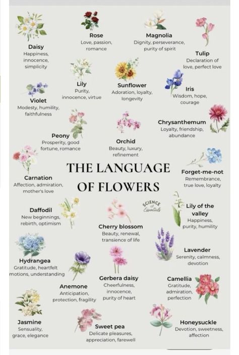 Wildflowers And Their Meanings, Different Flowers And Their Meanings, Flower Meanings Chart, Flowers And Meanings, Flowers Meanings, Flowers Language, Flowers And Their Meanings, Meaningful Flowers, Flower Symbolism