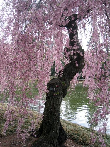 Weeping cherry. Weeping Cherry Tree, Weeping Cherry, Brooklyn Botanical Garden, Cherry Blossom Festival, Meteor Garden 2018, Weeping Willow, Garden Route, Olive Garden, Nature Tree