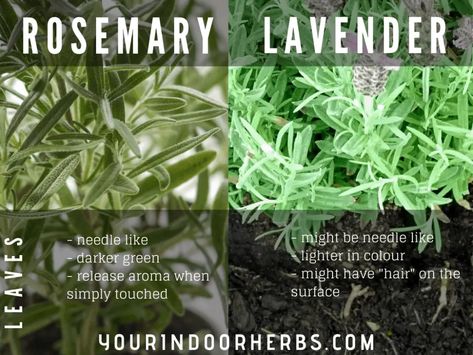 Rosemary vs Lavender: The 4 Differences You Need To Know – Your Indoor Herbs Propagate Rosemary, Indoor Herbs, Growing Rosemary, Lavender Leaves, Rosemary Plant, Dig Gardens, Kitchen Herbs, Rosemary Leaves, Gardening 101