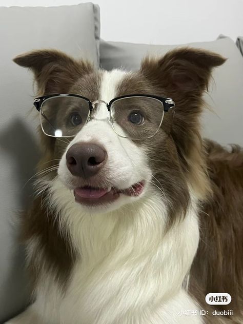 Cute Dogs With Glasses, Animals With Glasses, Dog Wearing Glasses, Dogs With Glasses Aesthetic, Dog With Sunglasses Aesthetic, Dog With Glasses, Wearing Glasses, Silly Animals, Cute Puppies