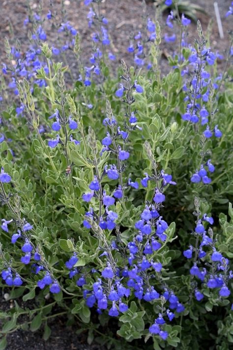 Image of Salvia chamaedryoides Salvia Chamaedryoides, Salvia Plant, Blue Flowering Plants, Salvia Greggii, Salvia Plants, Autumn Sage, Tattoo Plant, Making Plant Pots, Blooming Plants