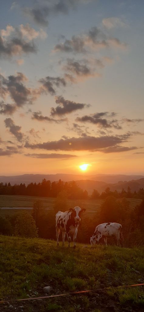 Country Landscape Wallpaper, Cow Sunset Wallpaper, Cow Iphone Wallpaper Aesthetic, Sunset Wallpaper Country, Background Images Country, Cute Country Wallpapers For Phones, Asthetic Country Wallpapers, Country Aesthetic Western Wallpaper, Country Backgrounds Aesthetic