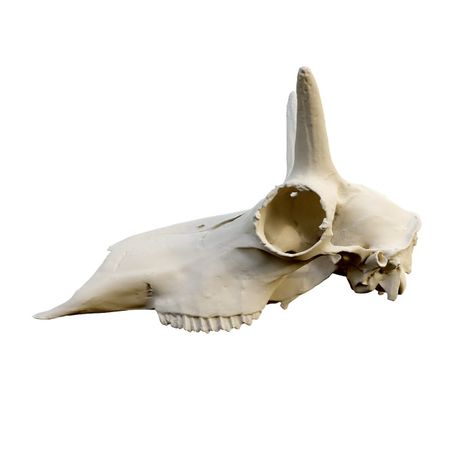 The upper half of the skull of the pronghorn antelope 3D models download,and view in VisionPro, Meta Quest - Freecreat Antelope Skull, Herbivorous Animals, Pronghorn Antelope, Apple Vision Pro, Shark Hat, Stone Chimney, Vision Pro, Mixed Reality, Sharks Funny