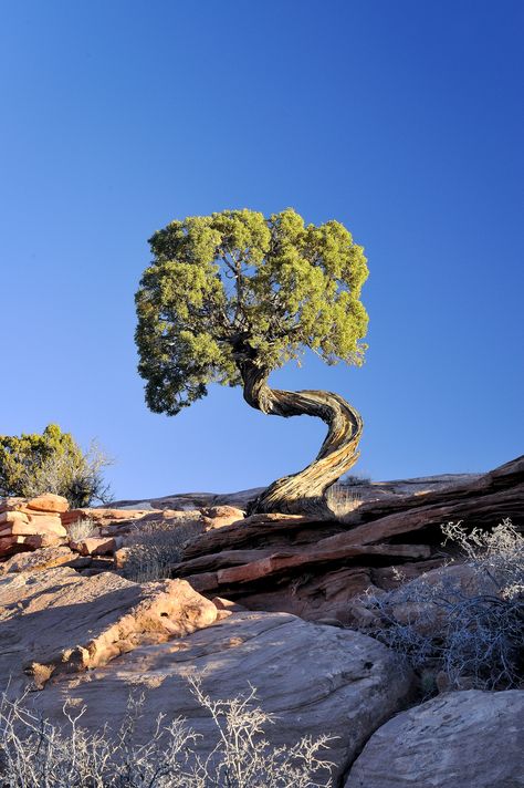 Explore jetguy1's photos on Flickr. jetguy1 has uploaded 2033 photos to Flickr. Weird Trees, Tree Growing, Twisted Tree, Moab Utah, Old Trees, Unique Trees, Nature Tree, Tree Forest, In The Desert